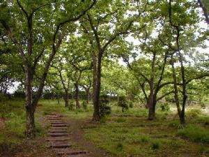 ライオンズ三鷹台欅テラス 公園