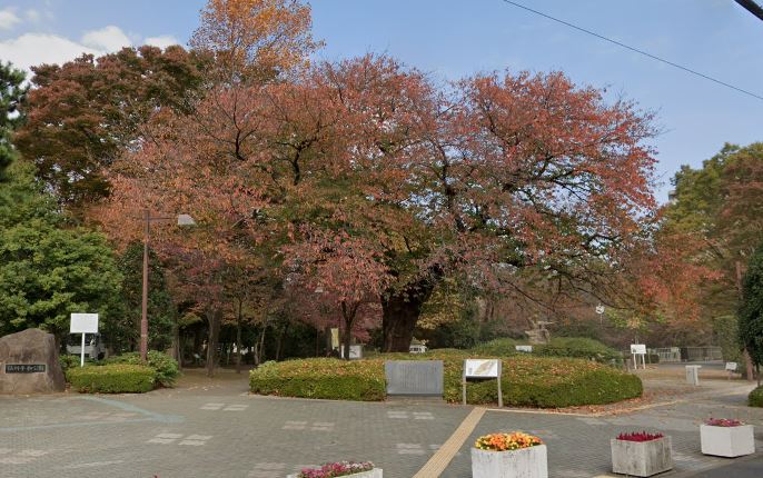 アデニウム吉祥寺  公園