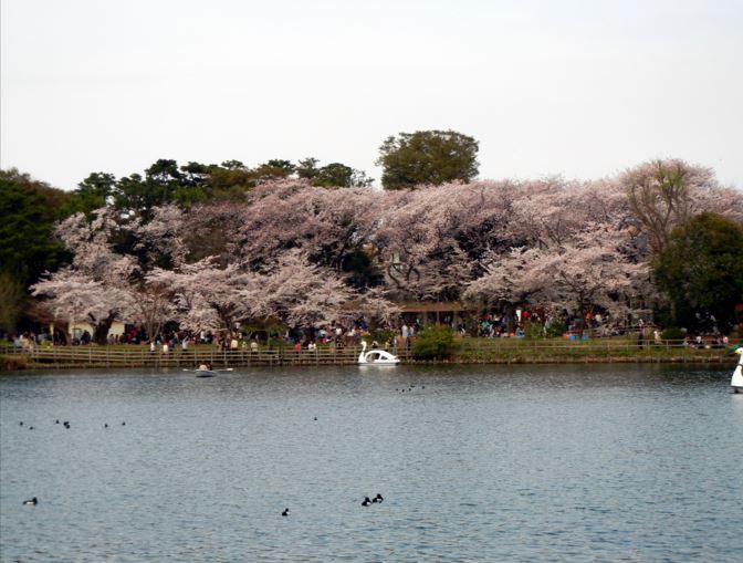 コーラル洗足池 公園