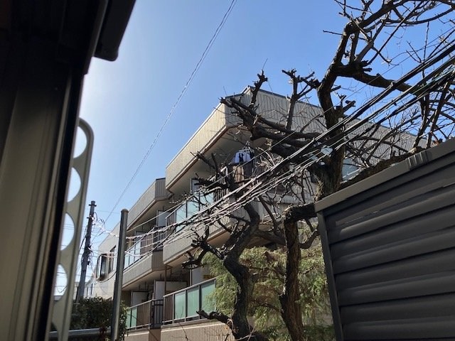 桃の木 ベランダ