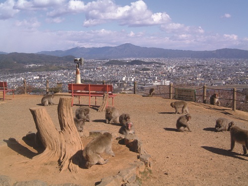 嵯峨二尊院門前往生院町 店舗付住宅 公園