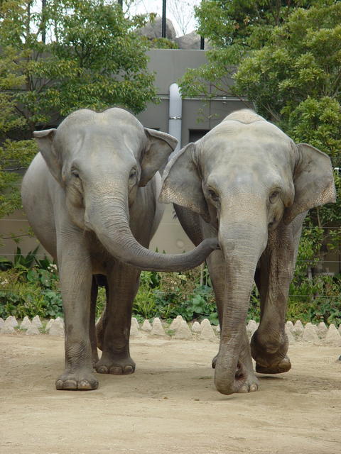 グリーンガーデンハイツ到津 公園