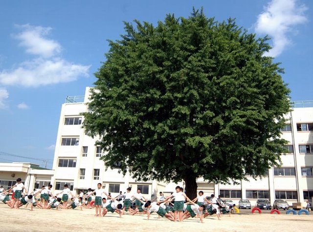 千葉県船橋市前貝塚町 小学校