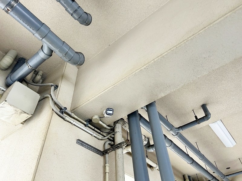 Bergamotto黄金（ベルガモット黄金） その他外観2