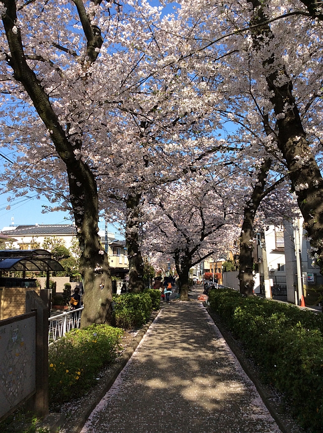 パークフラッツ学芸大学 周辺画像8