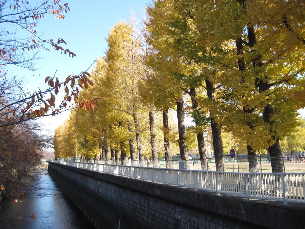 アチェーロ中村橋 周辺画像10