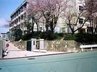 カレンデュラ 小学校