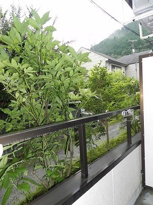 銀頂ハイツＭＥ ベランダ