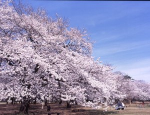 関野町戸建  周辺画像1