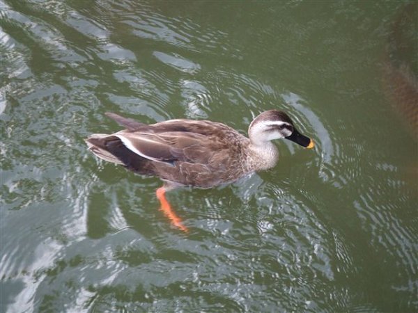 井の頭パーク・プラザ  周辺画像1