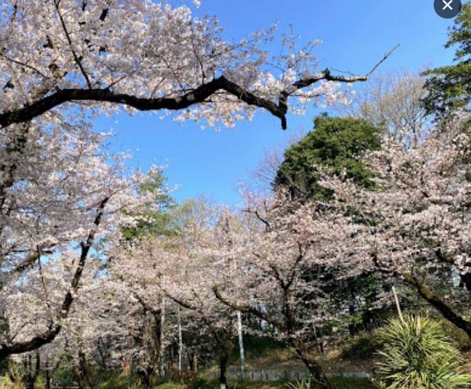バーミープレイス西国分寺Ⅳ 周辺画像3