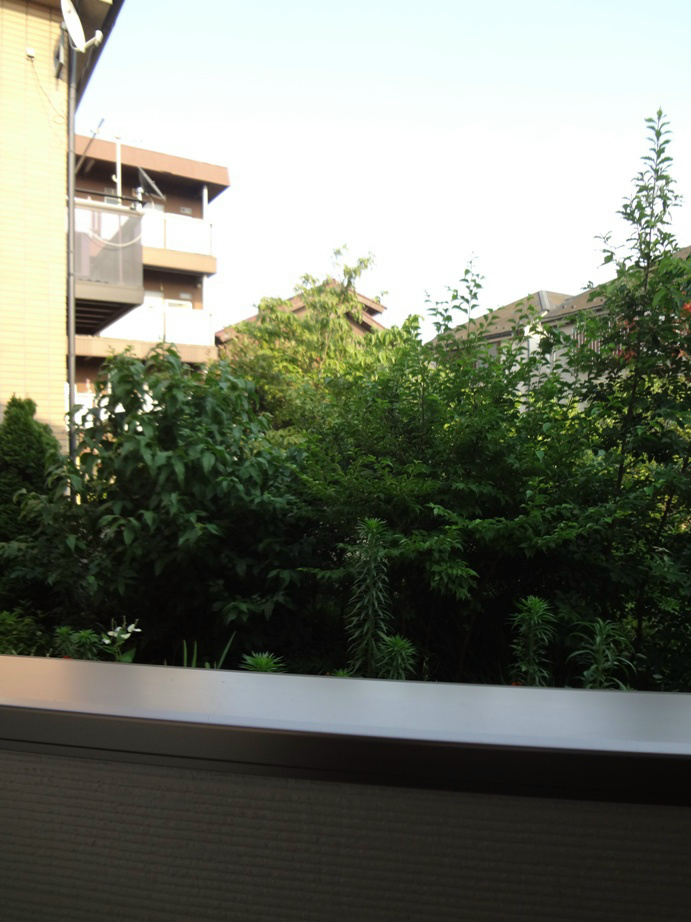 Chamomile その他5