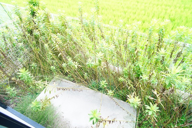 メゾンレックス ベランダ