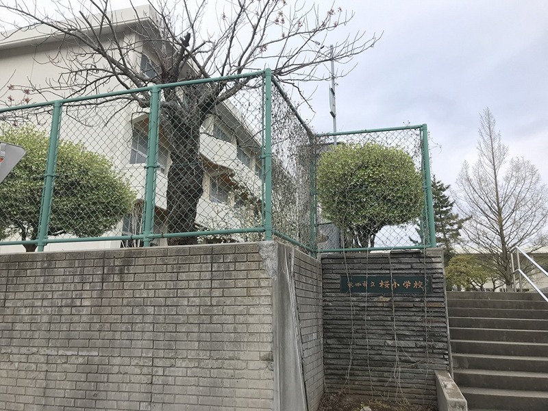 ミレニアム桜 小学校