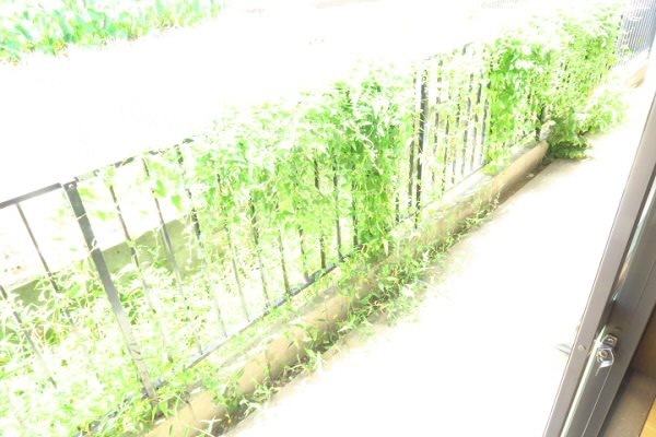 ベランダ