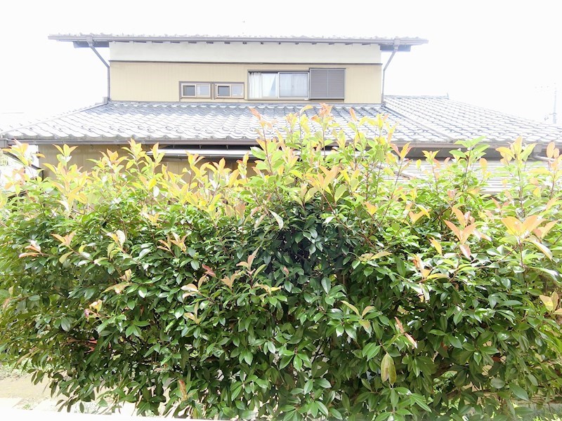 カメリア   その他7