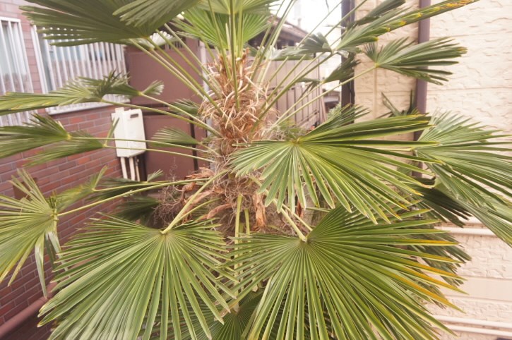 ブルースター  その他2