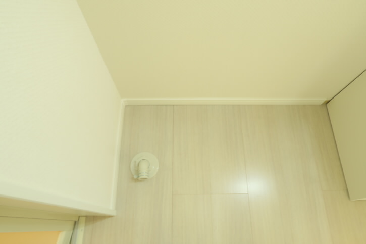 ルピナス   その他4