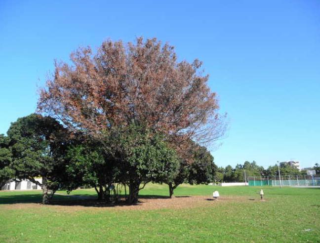 クレール２ 周辺画像4