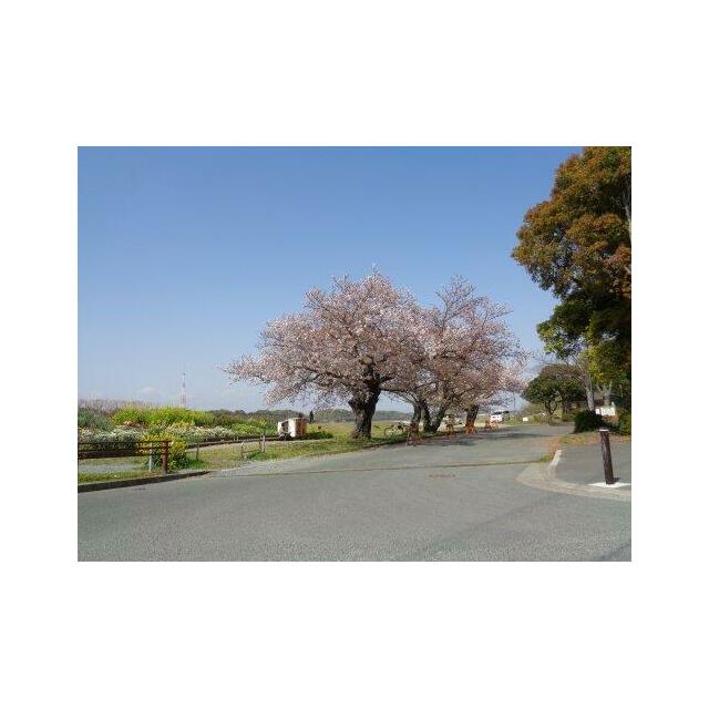 ダウントン 公園