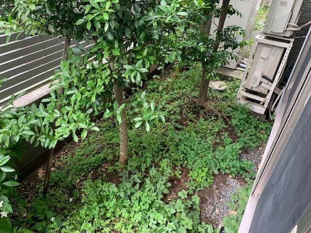 ラ カーサ セレッソ 庭