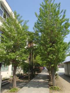 等々力5丁目戸建 中学校