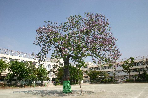 ハイネス深沢 B棟 小学校