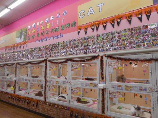 Advantage 24 その他