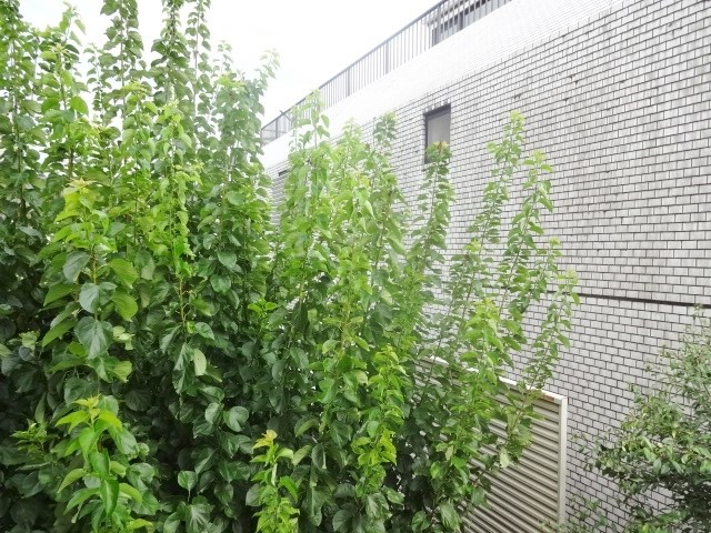 クレール学芸大学 その他13