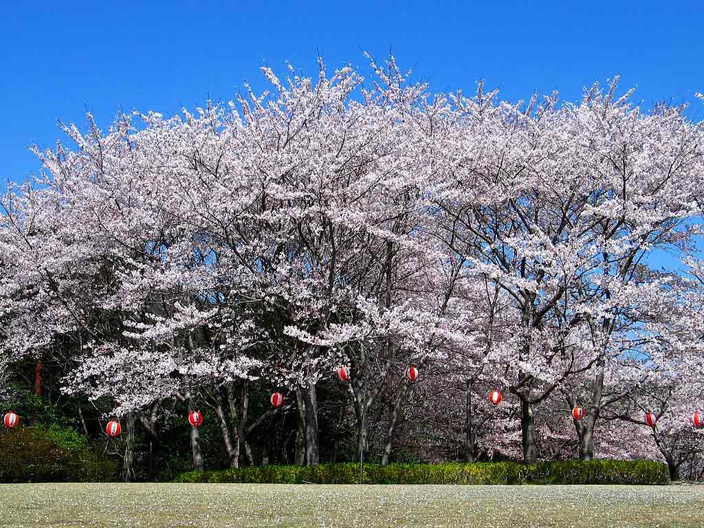 埼玉県さいたま市西区指扇 分譲済街並み写真