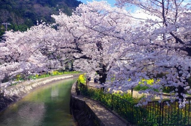 安朱奥ノ田 その他