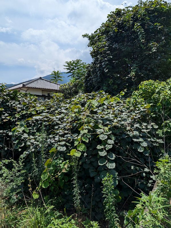 土居町津根　土地 その他