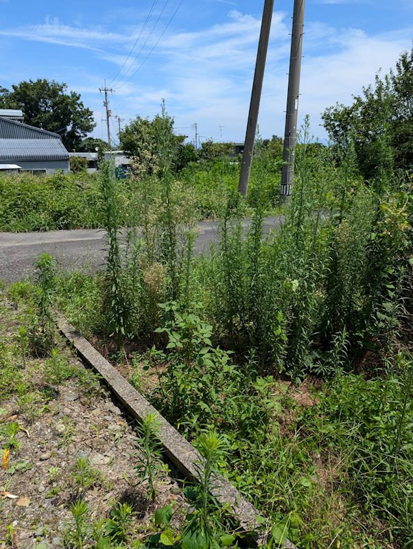 土居町津根　土地 その他