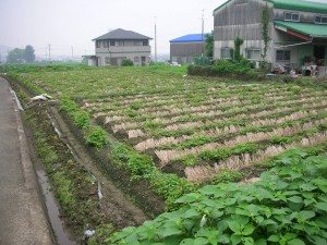 土居町畑野　土地 外観写真