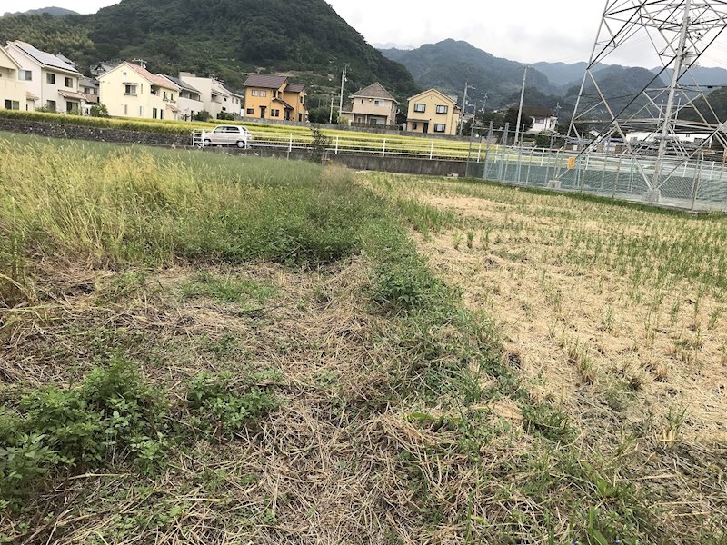 松山市善応寺 その他