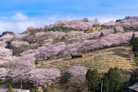 倉敷市大島　土地135坪！ 公園