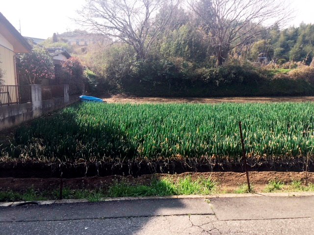 土浦市西真鍋町 現地写真