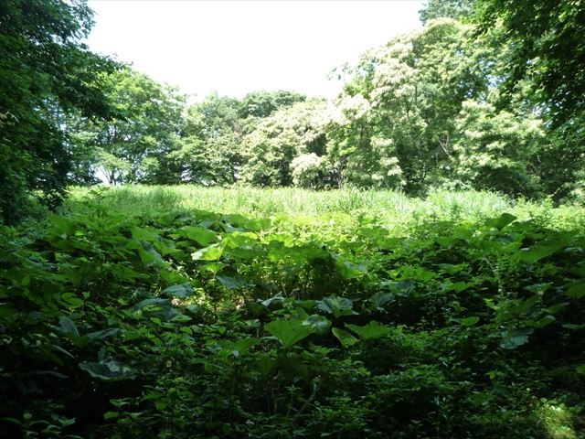 2032　三戸郡階上町大字角柄折字新田　土地 現地写真