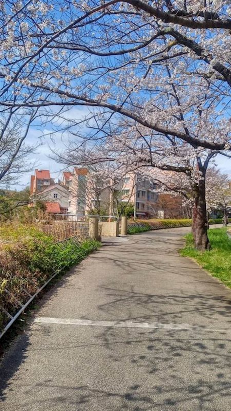 ベルコリーヌ南大沢 現地写真