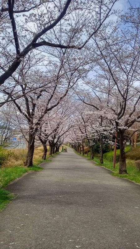ベルコリーヌ南大沢 その他