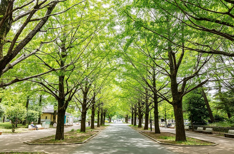 光が丘パークタウンゆりの木通り南 公園