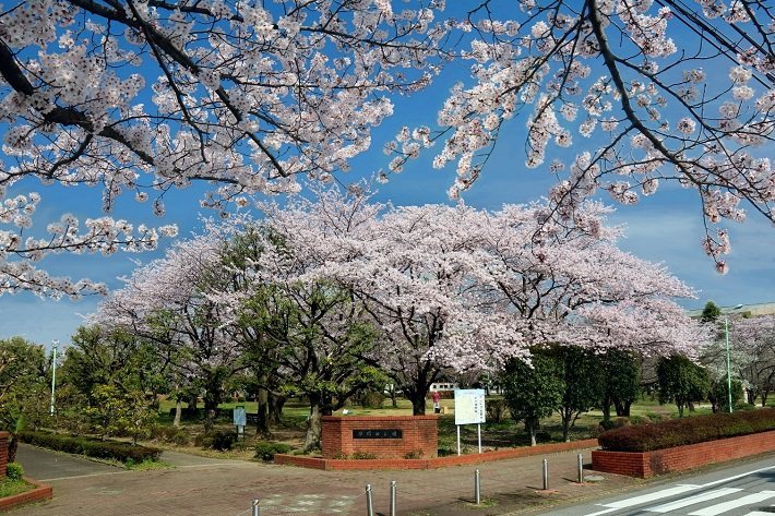 三郷早稲田団地（6丁目） その他
