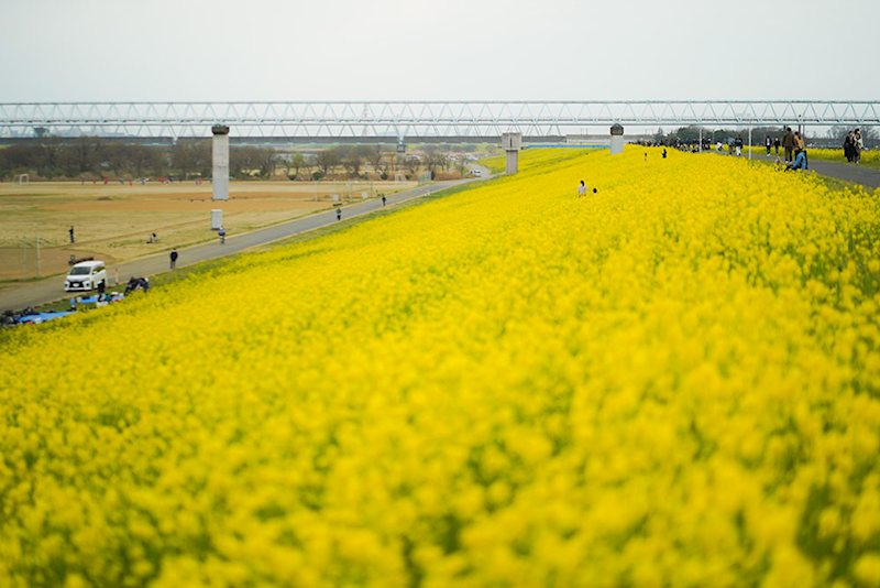 三郷早稲田団地（6丁目） その他