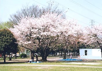 川口市三ツ和　中古戸建て 周辺画像4