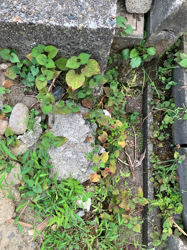 中沢三丁目　売土地 その他