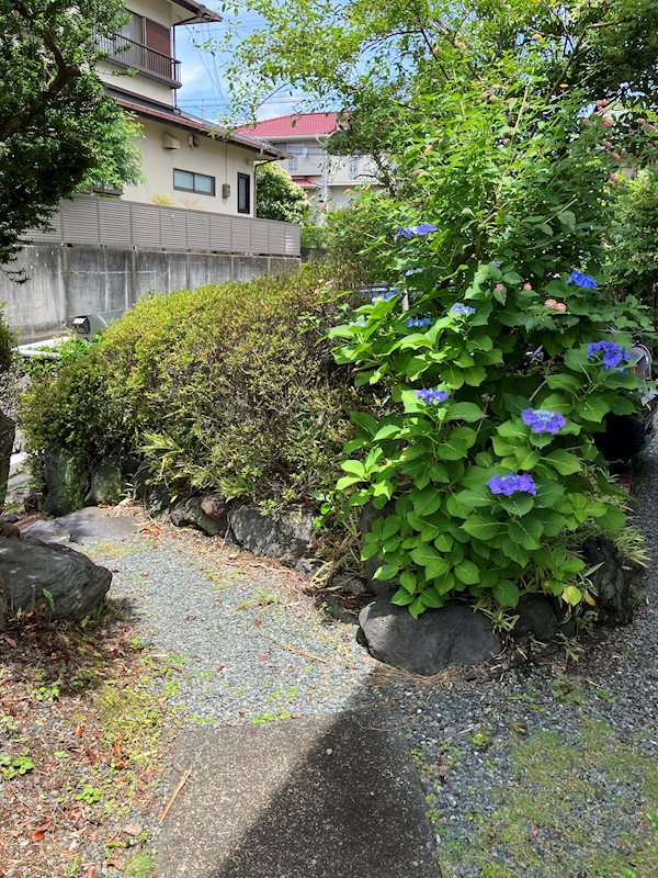 藤枝市駿河台2-10-2中古 現地写真（庭）