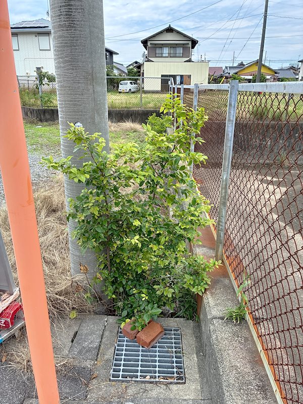 御前崎市池新田 その他