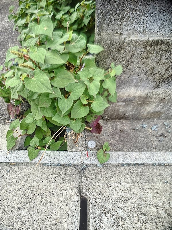 境界線 磐田市見付 その他