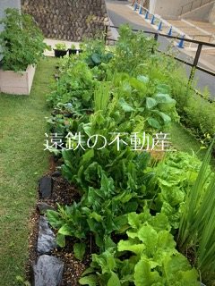 浜松市中央区佐鳴台6丁目 現地写真（庭）