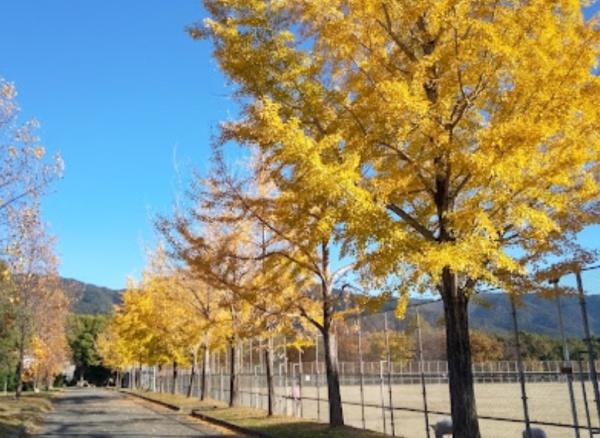 京都市山科区大宅細田町　中古戸建 公園